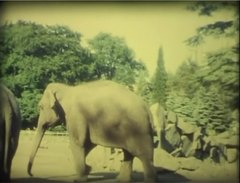 Safari_Park_Wien - free HD stock video