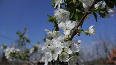 Cherry_Flowers - free HD stock video