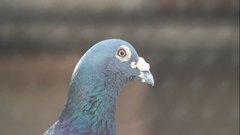 Pigeon - free HD stock video