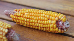 Corn_3 - free HD stock video