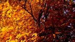 Autumn_leaves_3 - free HD stock video