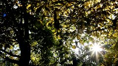 Autumn_leaves_12_time-lapse - free HD stock video