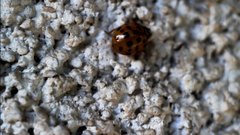 Ladybug_macro - free HD stock video