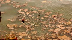 Leaves_in_water - free HD stock video