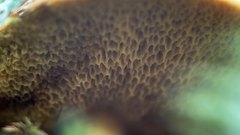 Mushroom_macro - free HD stock video
