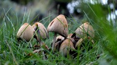 Mushrooms - free HD stock video