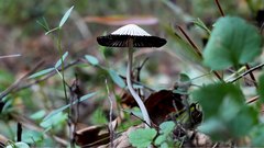 Mushrooms - free HD stock video