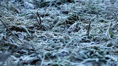Frozen_grass - free HD stock video