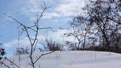 Snowy_branches - free HD stock video