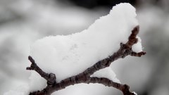 Snowy_branches_3 - free HD stock video