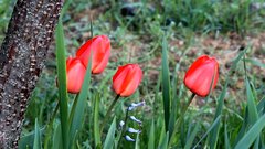 Tulips - free HD stock video