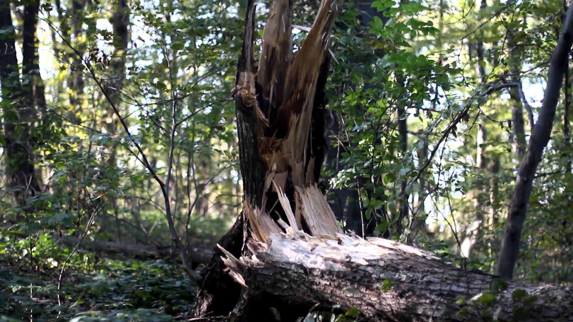 Broken Tree in Forest - Free Stock Footage - Nature Videos