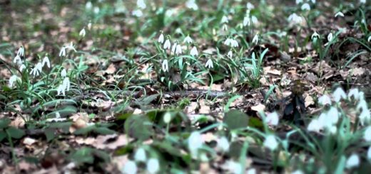Snowdrops in the Woods