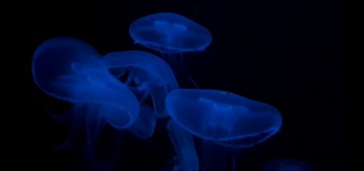 jellyfish video free download