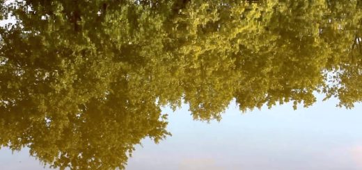 Reflection Of Trees In Water Stock Video Download