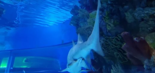 Shark In Aquarium Video Clip Download