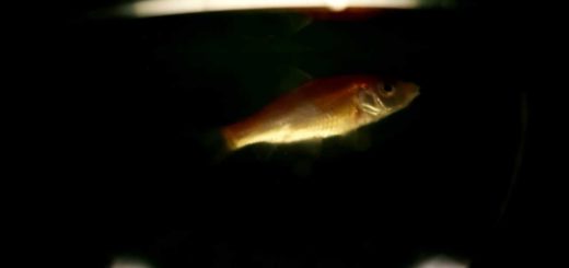 Swimming Fish In Aquarium Video Footage Download