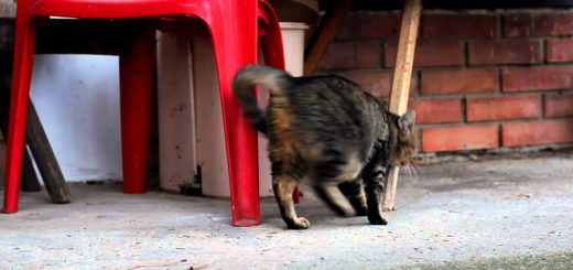 Cat videos | Free HD Stock Video Footage | OrangeHD