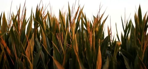 Corn Field With Scary Movement Stock Footage