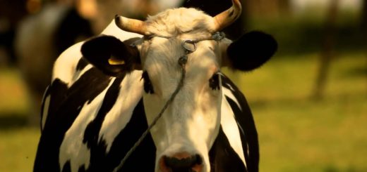 Cow Stock Footage