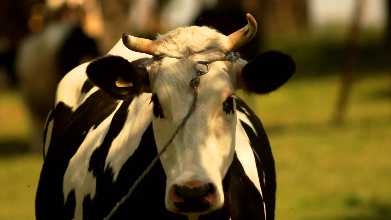 Cow Videos | Free Stock Videos | Download HD Video