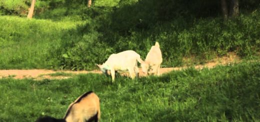 Goats Grazing In A Field Stock Video Footage