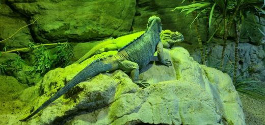 Iguana Video Footage