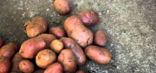 Potatoes On The Ground Video Footage