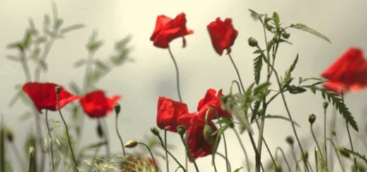 Red Poppies In The Wind Video Footage
