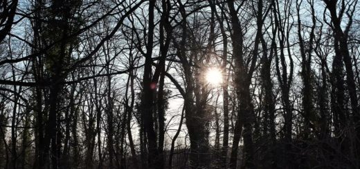 Snow Covered Forest And Sun Shining Between Trees Video Footage