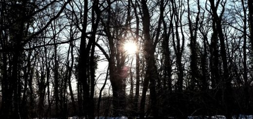 Sunlight Shining Through Trees In The Winter Forest Video Footage