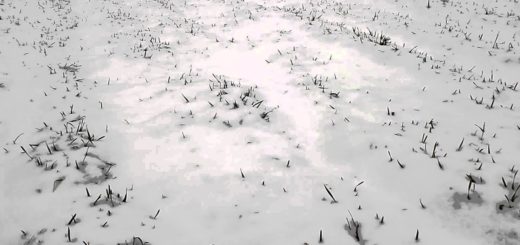 Wheat Under The Snow Video
