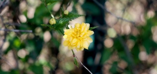 bokeh-hd-background-video-yellow-flower