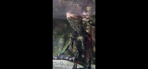 free-video-footage-of-alligators-underwater